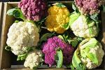 This is A Mix 50 Cauliflower Mix Seeds Heirloom Non-GMO 4 Varieties Purple Green Yellow Delicious, Brassica oleracea, from USA