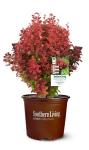 Southern Living Orange Rocket Barberry Shrub, Coral-Orange to Ruby Red Foliage, 1 Gallon