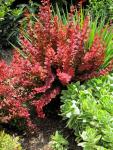 Southern Living Orange Rocket Barberry Shrub, Coral-Orange to Ruby Red Foliage, 1 Gallon