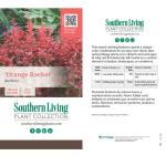 Southern Living Orange Rocket Barberry Shrub, Coral-Orange to Ruby Red Foliage, 1 Gallon