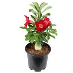 Red Desert Rose Plant Live Succulent, 1 Gal Grower Pot, Adenium Desert Rose Plant Live Indoor Houseplants & Outdoor Succulents, Easy Care Flowering Plants by Plants for Pets