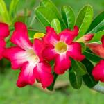 Red Desert Rose Plant Live Succulent, 1 Gal Grower Pot, Adenium Desert Rose Plant Live Indoor Houseplants & Outdoor Succulents, Easy Care Flowering Plants by Plants for Pets