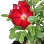 Red Desert Rose Plant Live Succulent, 1 Gal Grower Pot, Adenium Desert Rose Plant Live Indoor Houseplants & Outdoor Succulents, Easy Care Flowering Plants by Plants for Pets