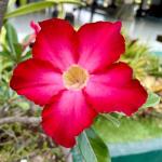 Red Desert Rose Plant Live Succulent, 1 Gal Grower Pot, Adenium Desert Rose Plant Live Indoor Houseplants & Outdoor Succulents, Easy Care Flowering Plants by Plants for Pets