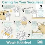 Red Desert Rose Plant Live Succulent, 1 Gal Grower Pot, Adenium Desert Rose Plant Live Indoor Houseplants & Outdoor Succulents, Easy Care Flowering Plants by Plants for Pets