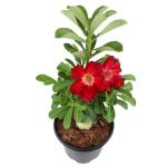 Red Desert Rose Plant Live Succulent, 1 Gal Grower Pot, Adenium Desert Rose Plant Live Indoor Houseplants & Outdoor Succulents, Easy Care Flowering Plants by Plants for Pets