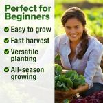 HOME GROWN 5 Lettuce Seed Pack – 3950 Heirloom Vegetable Seeds for Indoor, Outdoor, or Hydroponic Growing – Black Seeded Simpson, Red Romaine, Bibb, Buttercrunch, Iceberg Varieties (Lactuca Sativa)