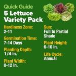 HOME GROWN 5 Lettuce Seed Pack – 3950 Heirloom Vegetable Seeds for Indoor, Outdoor, or Hydroponic Growing – Black Seeded Simpson, Red Romaine, Bibb, Buttercrunch, Iceberg Varieties (Lactuca Sativa)