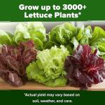 HOME GROWN 5 Lettuce Seed Pack – 3950 Heirloom Vegetable Seeds for Indoor, Outdoor, or Hydroponic Growing – Black Seeded Simpson, Red Romaine, Bibb, Buttercrunch, Iceberg Varieties (Lactuca Sativa)