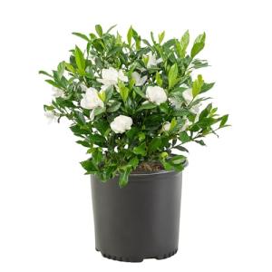 August Beauty Gardenia Shrub - 1 Gallon Plant