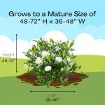 August Beauty Gardenia Shrub - 1 Gallon Plant