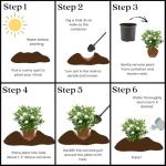 August Beauty Gardenia Shrub - 1 Gallon Plant