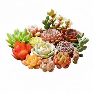 Plants Live houseplants (6 Pack) Succulents Plants Live Easy to Maintain, with a Wide Colorful of Colors, Suitable for Wedding Souvenirs, Party Gifts, Gift Giving and Garden Decoration scenarios