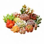 Plants Live houseplants (6 Pack) Succulents Plants Live Easy to Maintain, with a Wide Colorful of Colors, Suitable for Wedding Souvenirs, Party Gifts, Gift Giving and Garden Decoration scenarios