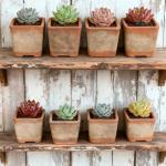 Plants Live houseplants (6 Pack) Succulents Plants Live Easy to Maintain, with a Wide Colorful of Colors, Suitable for Wedding Souvenirs, Party Gifts, Gift Giving and Garden Decoration scenarios