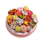 Plants Live houseplants (6 Pack) Succulents Plants Live Easy to Maintain, with a Wide Colorful of Colors, Suitable for Wedding Souvenirs, Party Gifts, Gift Giving and Garden Decoration scenarios