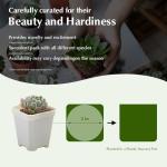 Plants Live houseplants (6 Pack) Succulents Plants Live Easy to Maintain, with a Wide Colorful of Colors, Suitable for Wedding Souvenirs, Party Gifts, Gift Giving and Garden Decoration scenarios