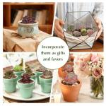 Plants Live houseplants (6 Pack) Succulents Plants Live Easy to Maintain, with a Wide Colorful of Colors, Suitable for Wedding Souvenirs, Party Gifts, Gift Giving and Garden Decoration scenarios
