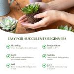 Plants Live houseplants (6 Pack) Succulents Plants Live Easy to Maintain, with a Wide Colorful of Colors, Suitable for Wedding Souvenirs, Party Gifts, Gift Giving and Garden Decoration scenarios