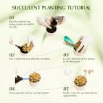 Plants Live houseplants (6 Pack) Succulents Plants Live Easy to Maintain, with a Wide Colorful of Colors, Suitable for Wedding Souvenirs, Party Gifts, Gift Giving and Garden Decoration scenarios