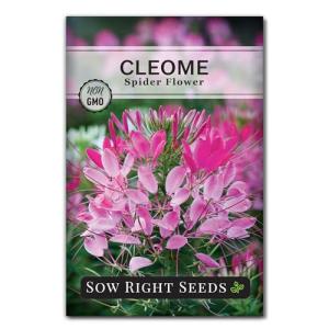 Sow Right Seeds - Spider Blend Cleome Seeds for Planting Outdoors - Non-GMO Heirloom Variety - Easy and Fast to Grow - Annual Flower for Vibrant Gardens - Ideal for Butterfly Attracting (1)