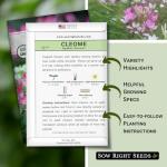 Sow Right Seeds - Spider Blend Cleome Seeds for Planting Outdoors - Non-GMO Heirloom Variety - Easy and Fast to Grow - Annual Flower for Vibrant Gardens - Ideal for Butterfly Attracting (1)