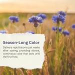 SunHaven Seeds Blue Cornflower Seeds - Bachelor Button (Centaurea Cyanus) - Extra Large 1 oz Packet with Over 5,500 Open Pollinated Wildflower Seeds for Full Sun Gardens