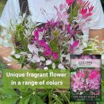 Sow Right Seeds - Spider Blend Cleome Seeds for Planting Outdoors - Non-GMO Heirloom Variety - Easy and Fast to Grow - Annual Flower for Vibrant Gardens - Ideal for Butterfly Attracting (1)