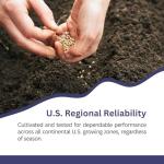 SunHaven Seeds Blue Cornflower Seeds - Bachelor Button (Centaurea Cyanus) - Extra Large 1 oz Packet with Over 5,500 Open Pollinated Wildflower Seeds for Full Sun Gardens