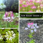 Sow Right Seeds - Spider Blend Cleome Seeds for Planting Outdoors - Non-GMO Heirloom Variety - Easy and Fast to Grow - Annual Flower for Vibrant Gardens - Ideal for Butterfly Attracting (1)
