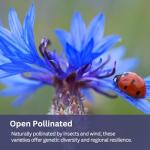 SunHaven Seeds Blue Cornflower Seeds - Bachelor Button (Centaurea Cyanus) - Extra Large 1 oz Packet with Over 5,500 Open Pollinated Wildflower Seeds for Full Sun Gardens