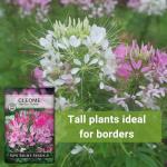 Sow Right Seeds - Spider Blend Cleome Seeds for Planting Outdoors - Non-GMO Heirloom Variety - Easy and Fast to Grow - Annual Flower for Vibrant Gardens - Ideal for Butterfly Attracting (1)