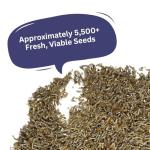 SunHaven Seeds Blue Cornflower Seeds - Bachelor Button (Centaurea Cyanus) - Extra Large 1 oz Packet with Over 5,500 Open Pollinated Wildflower Seeds for Full Sun Gardens