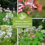 Sow Right Seeds - Spider Blend Cleome Seeds for Planting Outdoors - Non-GMO Heirloom Variety - Easy and Fast to Grow - Annual Flower for Vibrant Gardens - Ideal for Butterfly Attracting (1)