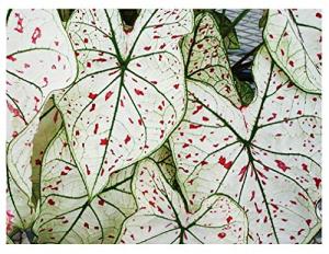 Fancy Leaf Caladium - Cranberry Star - Large Size Root - Hardy Zones 9-11