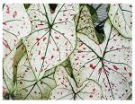 Fancy Leaf Caladium - Cranberry Star - Large Size Root - Hardy Zones 9-11