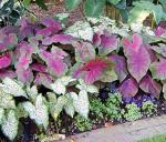 Fancy Leaf Caladium - Cranberry Star - Large Size Root - Hardy Zones 9-11