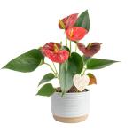 Costa Farms Anthurium Live Plant - Blooming Flowers, 10-12 Inches Tall - Live Indoor Houseplant in 4-Inch Cute Flower Pot | Birthday or Thinking of You Gift | House Plants Room Decor