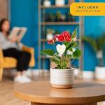 Costa Farms Anthurium Live Plant - Blooming Flowers, 10-12 Inches Tall - Live Indoor Houseplant in 4-Inch Cute Flower Pot | Birthday or Thinking of You Gift | House Plants Room Decor