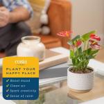Costa Farms Anthurium Live Plant - Blooming Flowers, 10-12 Inches Tall - Live Indoor Houseplant in 4-Inch Cute Flower Pot | Birthday or Thinking of You Gift | House Plants Room Decor