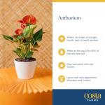 Costa Farms Anthurium Live Plant - Blooming Flowers, 10-12 Inches Tall - Live Indoor Houseplant in 4-Inch Cute Flower Pot | Birthday or Thinking of You Gift | House Plants Room Decor