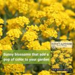 Sow Right Seeds - Sweet Alyssum Basket of Gold Flower Seeds for Planting - Perennial Garden Flowers - Easy to Grow Fragrant Blooms - Ideal for Borders and Containers - Attract Pollinators (1)