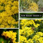 Sow Right Seeds - Sweet Alyssum Basket of Gold Flower Seeds for Planting - Perennial Garden Flowers - Easy to Grow Fragrant Blooms - Ideal for Borders and Containers - Attract Pollinators (1)