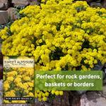 Sow Right Seeds - Sweet Alyssum Basket of Gold Flower Seeds for Planting - Perennial Garden Flowers - Easy to Grow Fragrant Blooms - Ideal for Borders and Containers - Attract Pollinators (1)