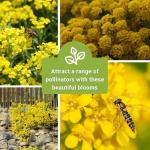 Sow Right Seeds - Sweet Alyssum Basket of Gold Flower Seeds for Planting - Perennial Garden Flowers - Easy to Grow Fragrant Blooms - Ideal for Borders and Containers - Attract Pollinators (1)