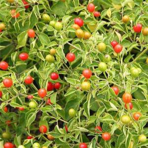 Park Seed Bird Pepper (Tepin) Seeds – Extremely Hot 50,000–100,000 Scovilles, Compact Ornamental Plant, Edible or Bird-Friendly, Historic Wild Chili for Containers or Garden Borders – Pack of 25 Seeds
