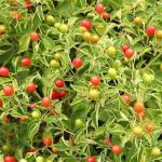 Park Seed Bird Pepper (Tepin) Seeds – Extremely Hot 50,000–100,000 Scovilles, Compact Ornamental Plant, Edible or Bird-Friendly, Historic Wild Chili for Containers or Garden Borders – Pack of 25 Seeds