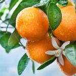 Mixrug 15+ Fragrant Navel Orange Seeds for Planting,Sweet Orange Seeds,Dwarf Citrus Tree Fruit Seed Non-GMO Heirloom for Home Outdoor Garden