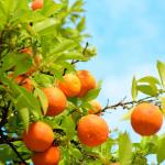 Mixrug 15+ Fragrant Navel Orange Seeds for Planting,Sweet Orange Seeds,Dwarf Citrus Tree Fruit Seed Non-GMO Heirloom for Home Outdoor Garden