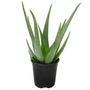Live Aloe Vera Plant in 1G Grower Pot, Easy Indoor Houseplants, (Approx. 20" Tall), Real Succulents, Houseplants for Beginners, Natural Skin Care, Drought Tolerant Succulent Decor by Plants for Pets